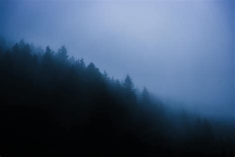 Foggy Forest at Night · Free Stock Photo