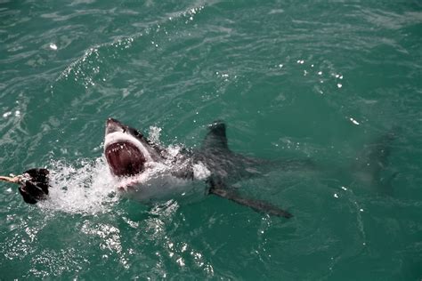 An angry Great White Shark | Model: Canon EOS 7D Lens: Sigma… | Flickr