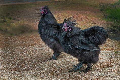 Rooster Dance Photograph by Sonya Lang - Fine Art America