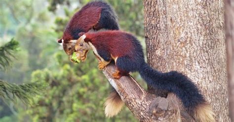 Indian Giant Squirrel - IMP WORLD