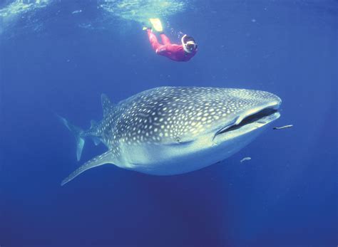 whale shark - Kids | Britannica Kids | Homework Help