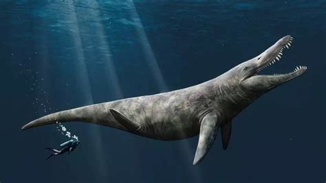 Bones of Jurassic pliosaur found in Abingdon museum drawer - BBC News