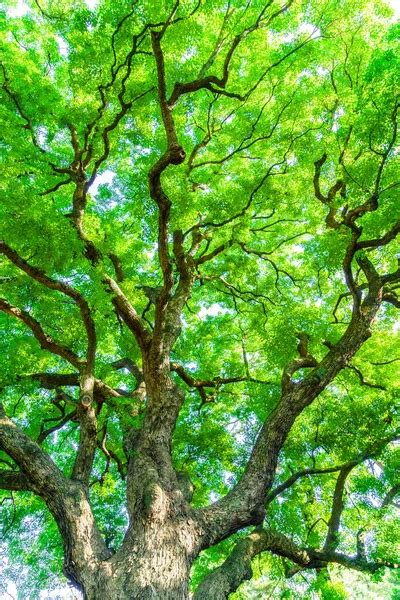 Ancient Sycamore tree in Jericho, Israel — Stock Photo © majaFOTO #11500093