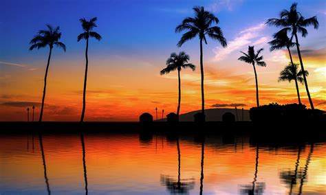 Blue Orange Sunset With Palm Trees Photograph by Jonathan Ross