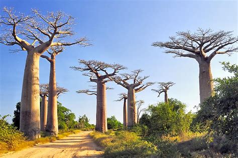 Avenue of the Baobabs | Southern Africa Development Community