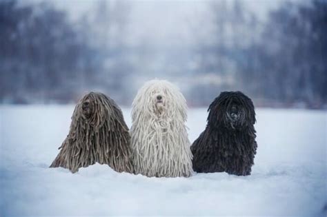 13 Dogs That Look Like Mops