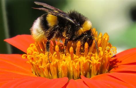 Hummel Insect Pollination · Free photo on Pixabay