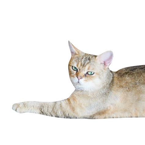 Pet Cat Lying Down, Nest, Lying Down, Pet Cat PNG Transparent Image and ...