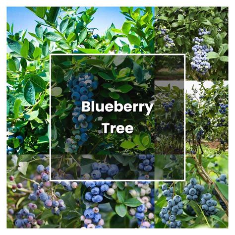 How to Grow Blueberry Tree - Plant Care & Tips | NorwichGardener