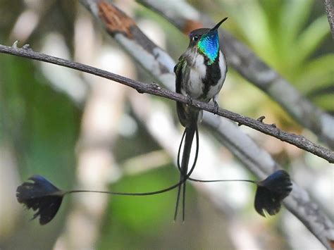 Marvelous Spatuletail - eBird