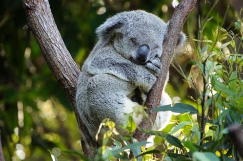 Koala Bear stock photo. Image of sleep, leaves, lazy - 24192952