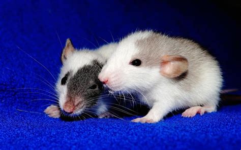 How Much Do Rats Cost? (2023 Update) - The Pet Savvy