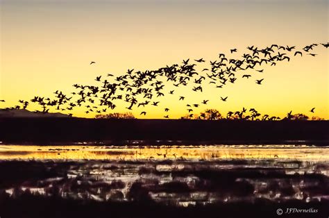 Bosque del Apache, Sunrise | JFDornellas Photography