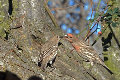 House finches sharing food - FeederWatch