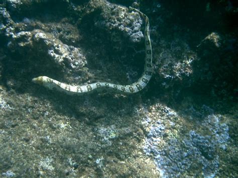 Oahu Sharks Cove Snorkeling