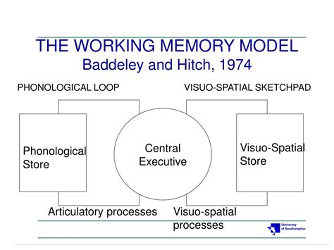 PPT - THE WORKING MEMORY MODEL Baddeley and Hitch, 1974 PowerPoint Presentation - ID:679699