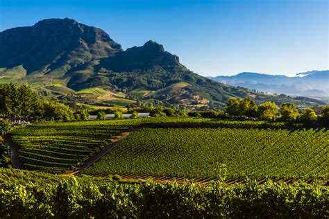 The Best Vineyards in and Around Cape Town – An Expert Guide