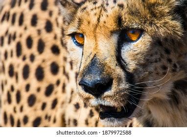 212 Gepard eyes Stock Photos, Images & Photography | Shutterstock