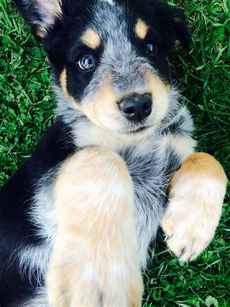 Our dog - Australian Shepherd / Blue Heeler mix | Puppies, Heeler puppies, Australian shepherd ...