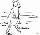Mother kangaroo With Baby In Pouch coloring Page  Free Printable sketch template