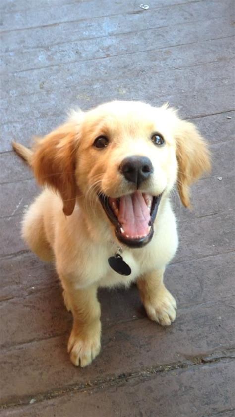 14 Signs You Are A Crazy Golden Retriever Person