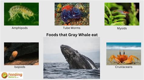 What Do Gray Whales Eat? A Deep Dive into Their Diet - Feeding Nature