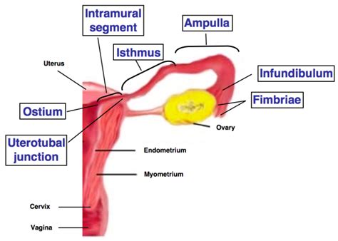 HistoQuarterly: FALLOPIAN TUBE | Histology Blog