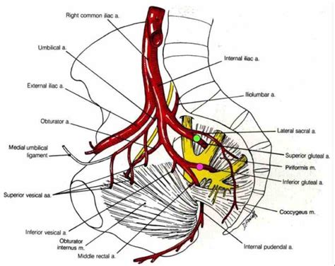 Pelvic Arterial Anatomy