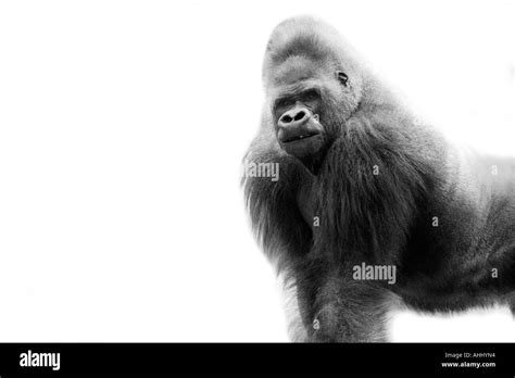 Black and white portrait of a gorilla Stock Photo - Alamy