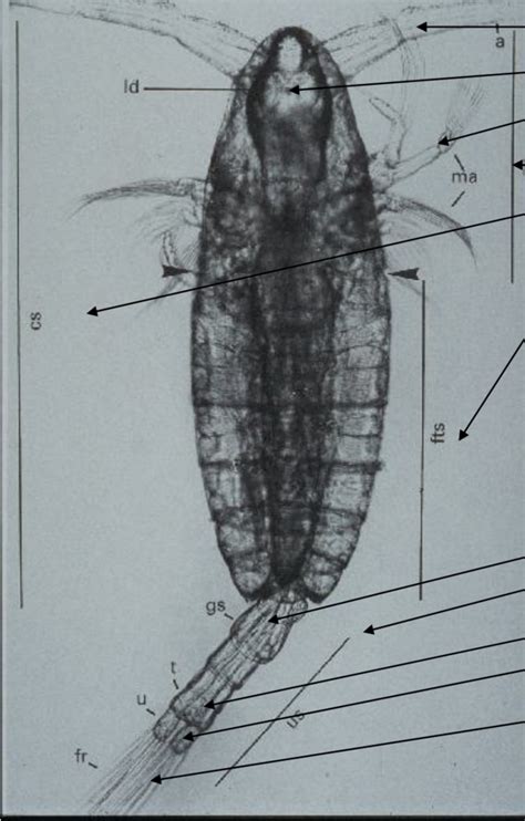 Copepod Anatomy Diagram | Quizlet