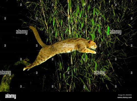 Rusty-spotted cat (Prionailurus rubiginosus), Rusty cats, predators, mammals, animals, Rusty ...