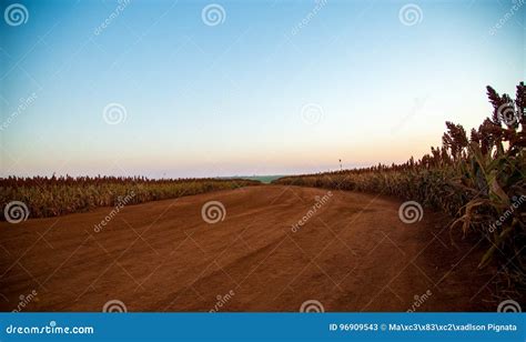 Sorghum Field Sunset Background Stock Image - Image of organic, grain ...