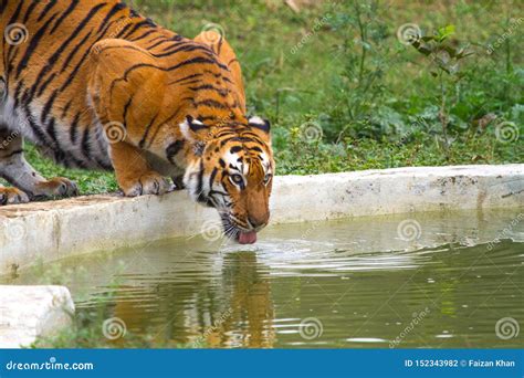 Royal Bengal Tiger Drinking Water Stock Photo - Image of hunter, royal: 152343982