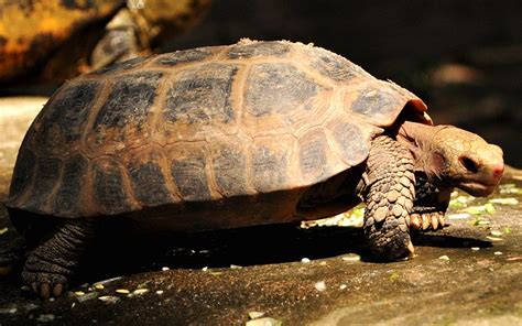 Elongated Tortoise Facts and Pictures