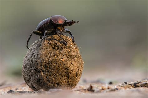 Dung Beetles: Dung Quality, Male Morphology, and Social Context Affect ...