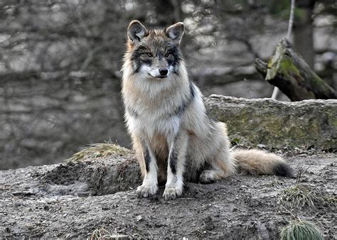 Nine Mexican Wolves Leaving Brookfield Zoo for New Homes | Chicago News | WTTW