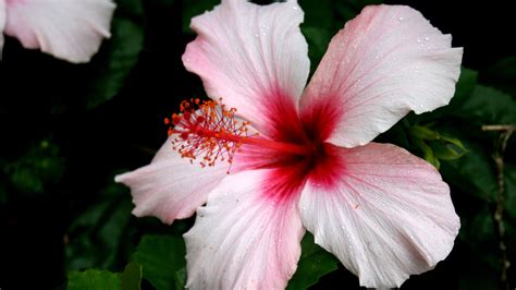 Pink Hibiscus With Center Red 4K HD Pink Wallpapers | HD Wallpapers | ID #37297