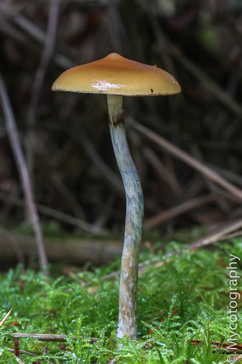 Psilocybe Azurescens Isolated Spore Syringe | Inoculate the World