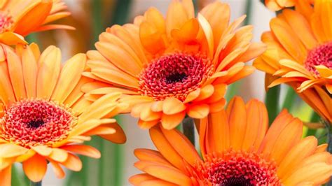 Top 25 Orange Flowers for Your Garden | Garden Design