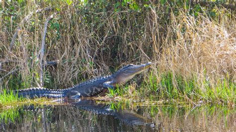 Why protecting the Okefenokee Swamp matters for the climate » Yale ...