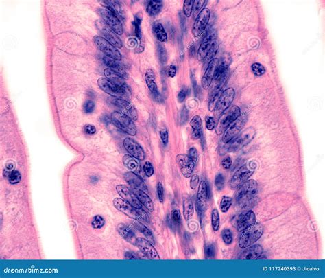 Intestinal Epithelium. Semithin Section Stock Photo | CartoonDealer.com #117240324