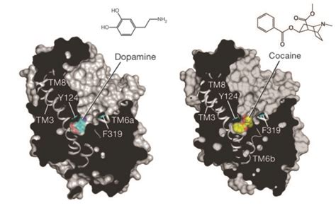 Binding Behavior of Dopamine Transporter Key to Understanding Chemical Reactions in the Brain