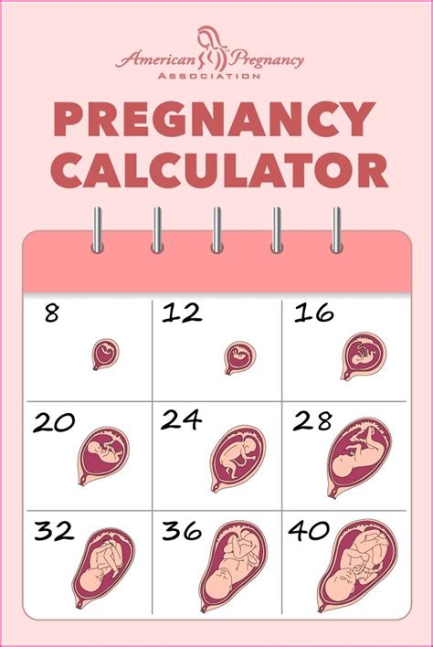 Printable Pregnancy Calendar