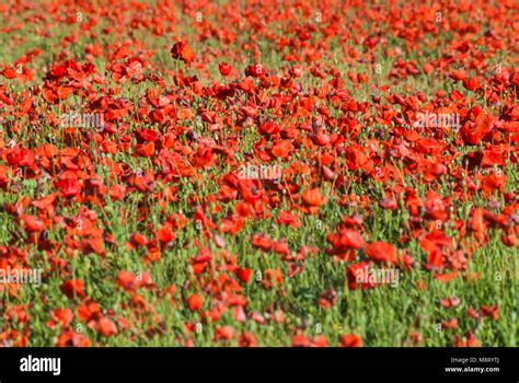 Amapola hi-res stock photography and images - Alamy