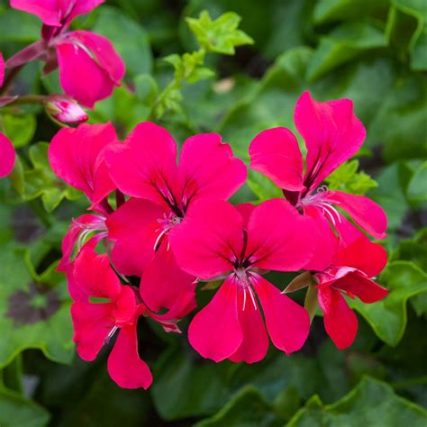 Ivy Geranium Seeds | Trailing Geranium | Geranium Reach Out Hot Pink – trailingpetunia.com