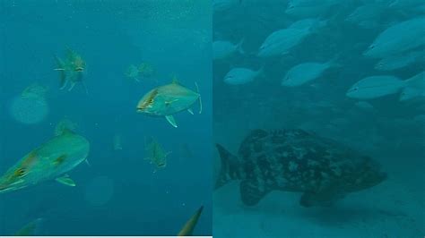 EPIC! Underwater Exploration With A Drone THEN a Goliath Grouper ...