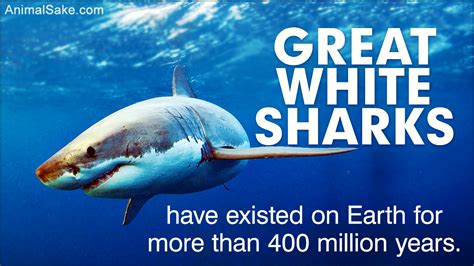 Great White Shark Facts - Animal Sake