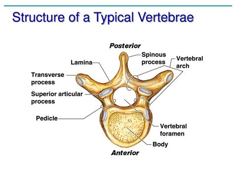 PPT - Chapter 5 The Skeletal System PowerPoint Presentation - ID:745746