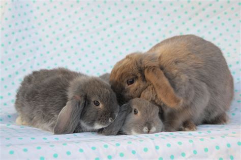 Lapins | Ludoferme un lieu connecté nature