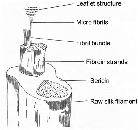 The structure of the raw silk fiber. | Download Scientific Diagram